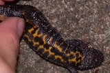Storsalamander (Triturus cristatus)