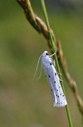 Thistle Ermine (Myelois circumvoluta)