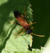 Saw flies (Symphyta)