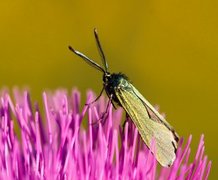 Forester (Adscita statices)