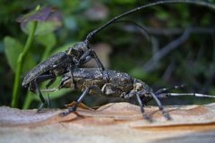 Trebukker (Cerambycidae)