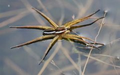 Myredderkopp (Dolomedes fimbriatus)