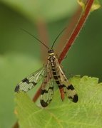 Båndskorpionflue (Panorpa communis)