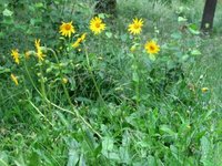 Solblom (Arnica montana)