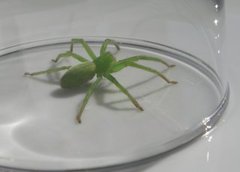 Edderkopper (Araneae)
