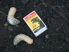 Scarab Beetles (Scarabaeidae)