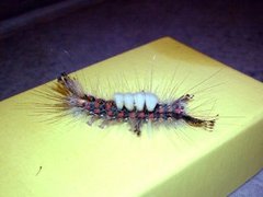 The Vapourer (Orgyia antiqua)