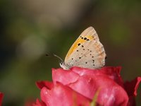 Ildgullvinge (Lycaena phlaeas)