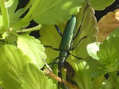 Trebukker (Cerambycidae)