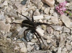 Myredderkopp (Dolomedes fimbriatus)