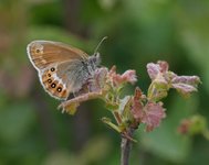 Heroringvinge (Coenonympha hero)