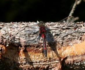 Østlig torvlibelle (Leucorrhinia rubicunda)