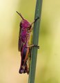 Sumpgresshoppe (Mecostethus grossus)