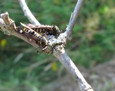 Raspberry Clearwing (Pennisetia hylaeiformis)