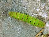 Nattpåfugløye (Saturnia pavonia)