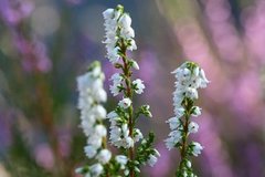 Røsslyng (Calluna vulgaris)