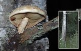 Stilksporesopper (Basidiomycota)