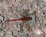 Haustlibeller (Sympetrum)