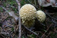 Stilksporesopper (Basidiomycota)