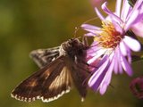 Gammafly (Autographa gamma)