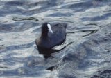 Sothøne (Fulica atra)