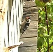 Lesser Spotted Woodpecker (Dendrocopos minor)