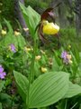 Marisko (Cypripedium calceolus)