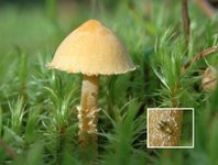 Stilksporesopper (Basidiomycota)