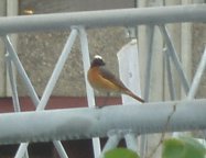 Common Redstart (Phoenicurus phoenicurus)