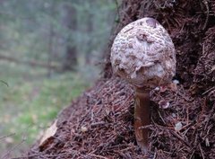 Stilksporesopper (Basidiomycota)