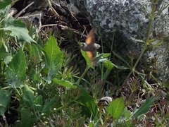 Hummingbird Hawk-moth (Macroglossum stellatarum)