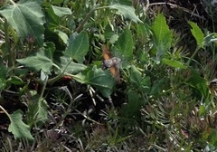 Hummingbird Hawk-moth (Macroglossum stellatarum)