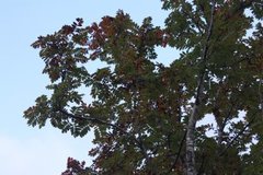 Rogn (Sorbus aucuparia)