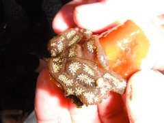 Sekkdyr (Ascidiacea)