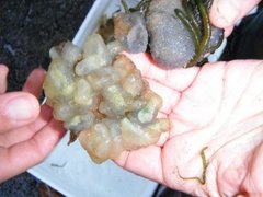 Sekkdyr (Ascidiacea)