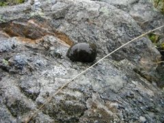 Strandsnegler (Littorina sp.)