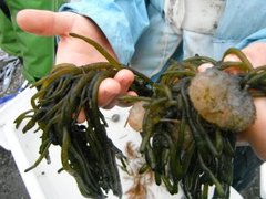 Sekkdyr (Ascidiacea)