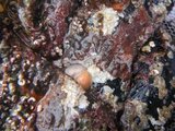 Nakensnegler (Nudibranchia)