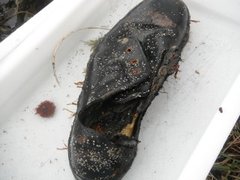 Bryozoans (Bryozoa)