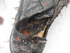 Bryozoans (Bryozoa)