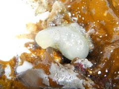 Sekkdyr (Ascidiacea)