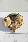 barnacle (Semibalanus balanoides)