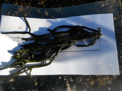 Sponge seaweed (Codium fragile)