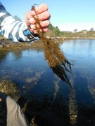 Japansk drivtang (Sargassum muticum)