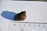 Storstrandsnegl (Littorina littorea)