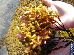 Kaurtang (Fucus spiralis)