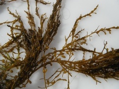 Japansk drivtang (Sargassum muticum)