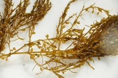 Japansk drivtang (Sargassum muticum)