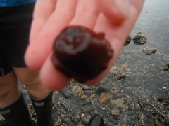 Hesteaktinie (Actinia equina)