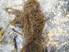 Japansk drivtang (Sargassum muticum)